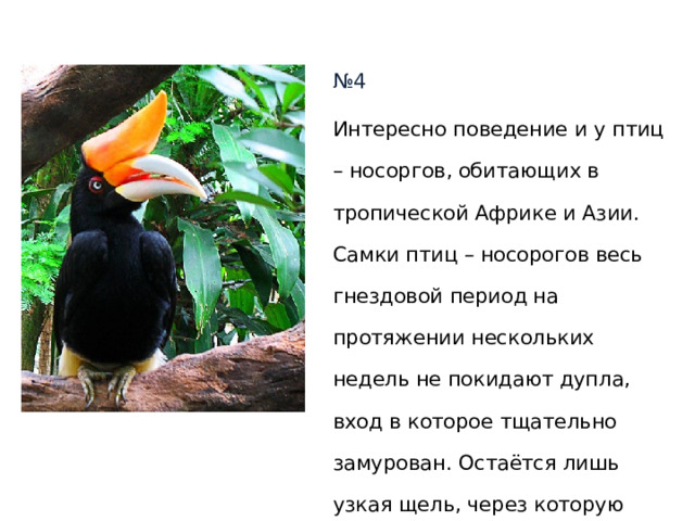 № 4 Интересно поведение и у птиц – носоргов, обитающих в тропической Африке и Азии. Самки птиц – носорогов весь гнездовой период на протяжении нескольких недель не покидают дупла, вход в которое тщательно замурован. Остаётся лишь узкая щель, через которую самец передаёт самке пищу и забирает её помёт. Вопрос : кто: самка или самец замуровывает вход? 