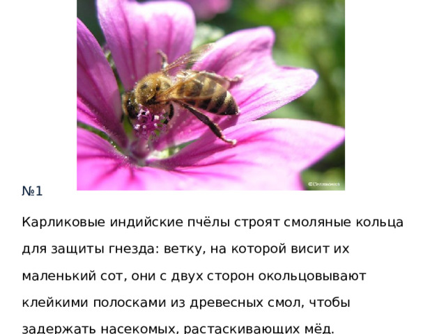 № 1 Карликовые индийские пчёлы строят смоляные кольца для защиты гнезда: ветку, на которой висит их маленький сот, они с двух сторон окольцовывают клейкими полосками из древесных смол, чтобы задержать насекомых, растаскивающих мёд. Вопрос : а как защищаются пчёлы от более крупных животных – например мышей. 