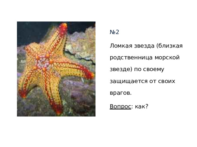 № 2 Ломкая звезда (близкая родственница морской звезде) по своему защищается от своих врагов. Вопрос : как? 