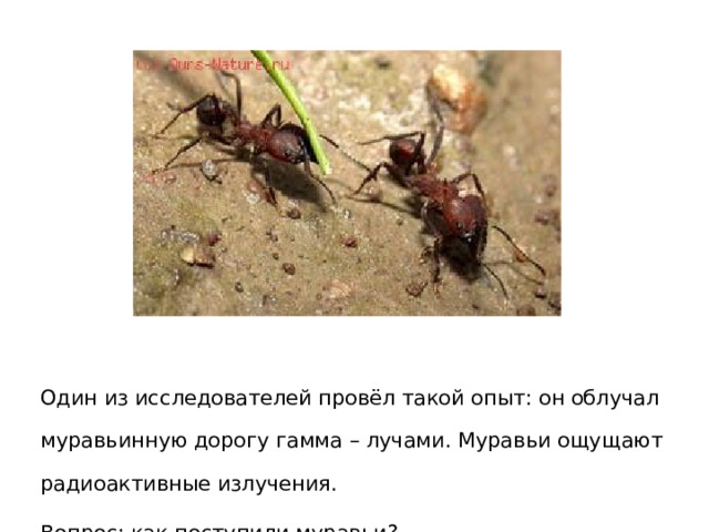 Один из исследователей провёл такой опыт: он облучал муравьинную дорогу гамма – лучами. Муравьи ощущают радиоактивные излучения. Вопрос : как поступили муравьи? 