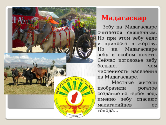 Мадагаскар   Зебу на Мадагаскаре считается священным. Но при этом зебу едят и приносят в жертву. Но на Мадагаскаре зебу в особом почёте. Сейчас поголовье зебу больше, чем численность населения на Мадагаскаре.  Местные жители изобразили рогатое создание на гербе: ведь именно зебу спасают малагасийцев от голода… 