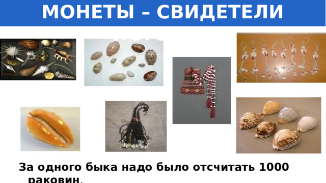МОНЕТЫ – СВИДЕТЕЛИ ИСТОРИИ За одного быка надо было отсчитать 1000 раковин . 