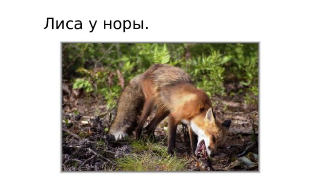  Лиса у норы. 