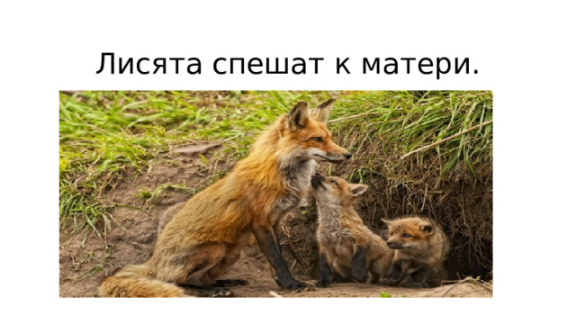 Лисята спешат к матери. 