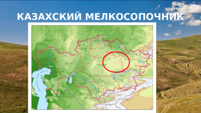 КАЗАХСКИЙ МЕЛКОСОПОЧНИК 