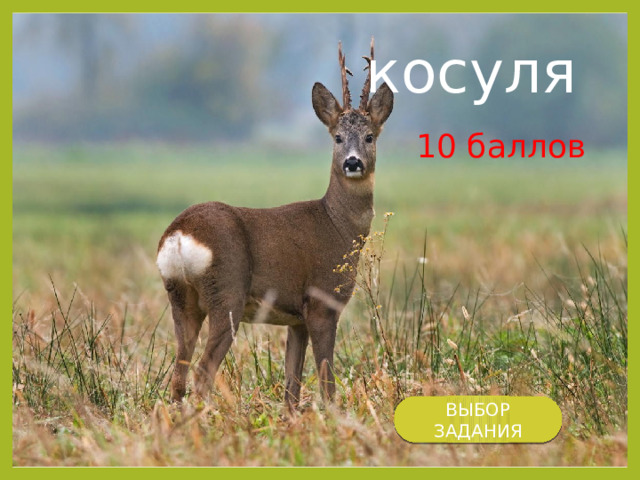 косуля 10 баллов ВЫБОР ЗАДАНИЯ 