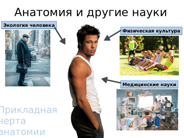 Анатомия и другие науки Экология человека Физическая культура Медицинские науки Прикладная черта анатомии 