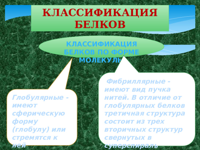 Классификация белков Классификация белков по форме молекулы  Фибриллярные - имеют вид пучка нитей. В отличие от глобулярных белков третичная структура состоит из трех вторичных структур свернутых в суперспираль Глобулярные - имеют сферическую форму (глобулу) или стремятся к ней 