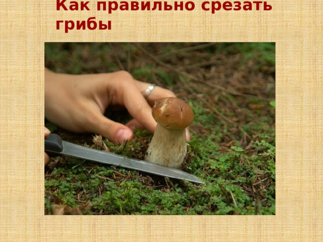 Как правильно срезать грибы 