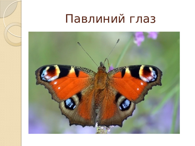 Павлиний глаз 