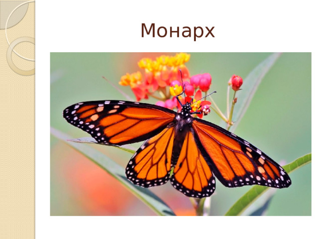 Монарх 