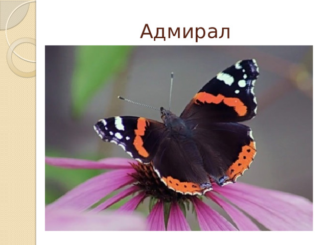 Адмирал 