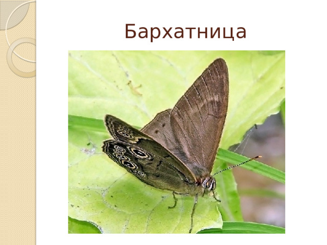 Бархатница 