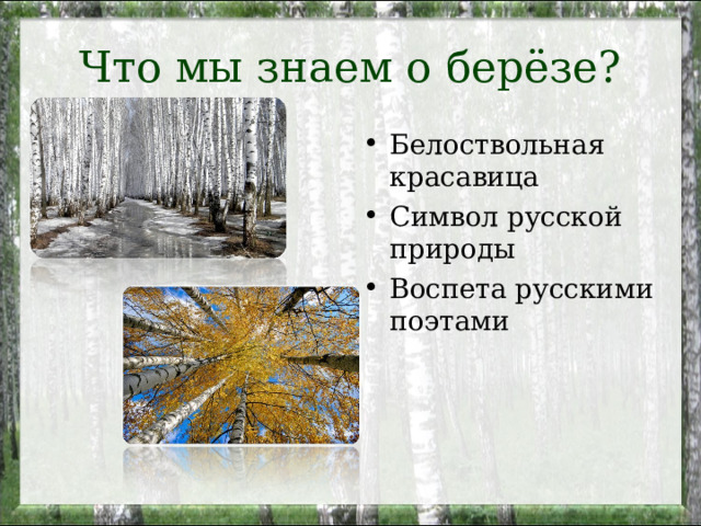 Что мы знаем о берёзе? Белоствольная красавица Символ русской природы Воспета русскими поэтами 