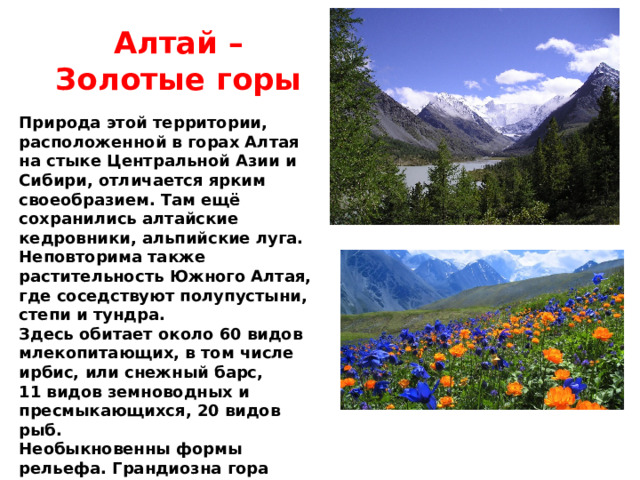 Алтай – Золотые горы Природа этой территории, расположенной в горах Алтая на стыке Центральной Азии и Сибири, отличается ярким своеобразием. Там ещё сохранились алтайские кедровники, альпийские луга. Неповторима также растительность Южного Алтая, где соседствуют полупустыни, степи и тундра. Здесь обитает около 60 видов млекопитающих, в том числе ирбис, или снежный барс, 11 видов земноводных и пресмыкающихся, 20 видов рыб. Необыкновенны формы рельефа. Грандиозна гора Белуха - высочайшая вершина Сибири (4506 м). Подлинная жемчужина Алтая - Телецкое озеро, которое называют Малым Байкалом.  