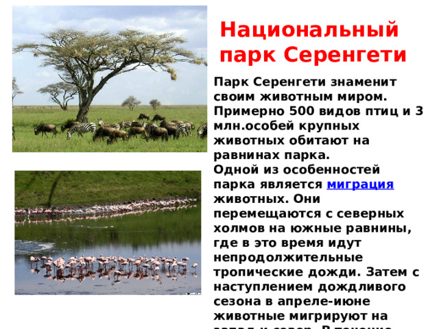 Национальный парк Серенгети Парк Серенгети знаменит своим животным миром. Примерно 500 видов птиц и 3 млн.особей крупных животных обитают на равнинах парка. Одной из особенностей парка является миграция животных. Они перемещаются с северных холмов на южные равнины, где в это время идут непродолжительные тропические дожди. Затем с наступлением дождливого сезона в апреле-июне животные мигрируют на запад и север. В течение этого ежегодного длительного путешествия животные проходят 3000 км. 