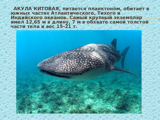   АКУЛА КИТОВАЯ , питается планктоном, обитает в южных частях Атлантического, Тихого и Индийского океанов. Самый крупный экземпляр имел 12,65 м в длину, 7 м в обхвате самой толстой части тела и вес 15-21 т. 