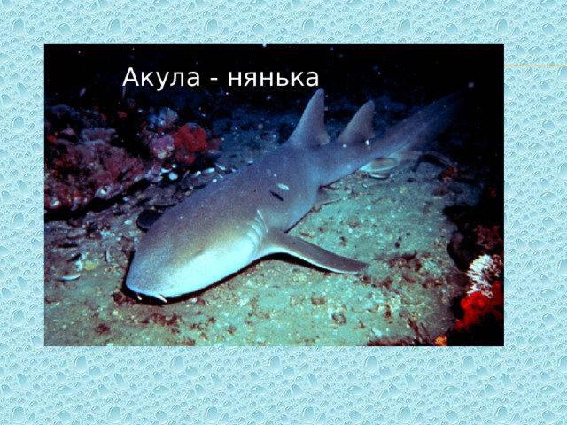 Акула - нянька 