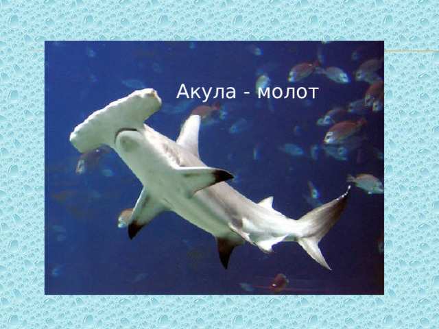 Акула - молот 