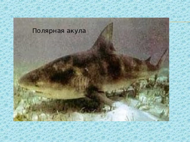 Полярная акула 