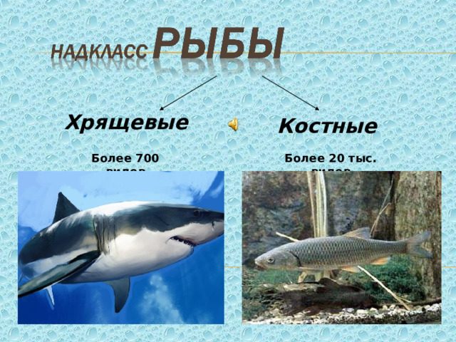 Хрящевые  Костные Более 700 видов Более 20 тыс. видов 