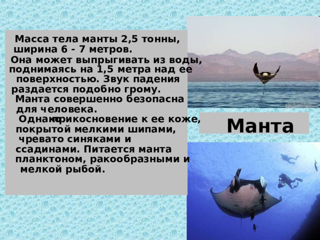 Масса тела манты 2,5 тонны, ширина 6 - 7 метров. Она может выпрыгивать из воды, поднимаясь на 1,5 метра над ее поверхностью. Звук падения раздается подобно грому. Манта совершенно безопасна для человека. Однако прикосновение к ее коже, покрытой мелкими шипами, чревато синяками и ссадинами. Питается манта планктоном, ракообразными и мелкой рыбой. 