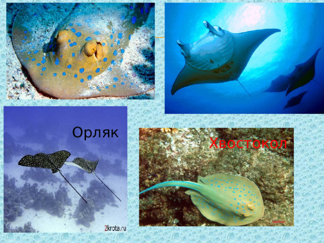 Орляк Хвостокол 