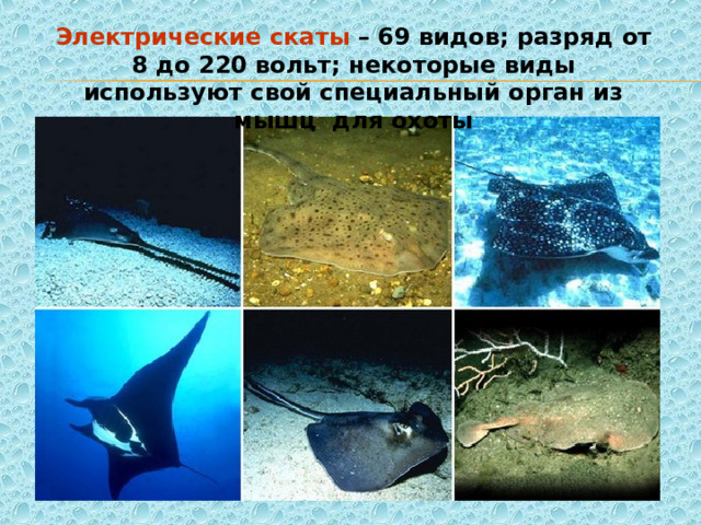 Электрические скаты – 69 видов; разряд от 8 до 220 вольт; некоторые виды используют свой специальный орган из мышц для охоты 