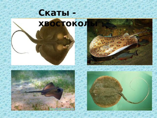 Скаты - хвостоколы 
