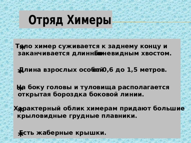 * Тело химер суживается к заднему концу и бичевидным хвостом. заканчивается длинным * от 0,6 до 1,5 метров. Длина взрослых особей * На боку головы и туловища располагается открытая бороздка боковой линии. Характерный облик химерам придают большие * крыловидные грудные плавники. Есть жаберные крышки. * 