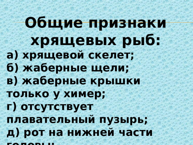 Общие признаки хрящевых рыб: а) хрящевой скелет; б) жаберные щели; в) жаберные крышки только у химер; г) отсутствует плавательный пузырь; д) рот на нижней части головы; е) внутреннее оплодотворение. 