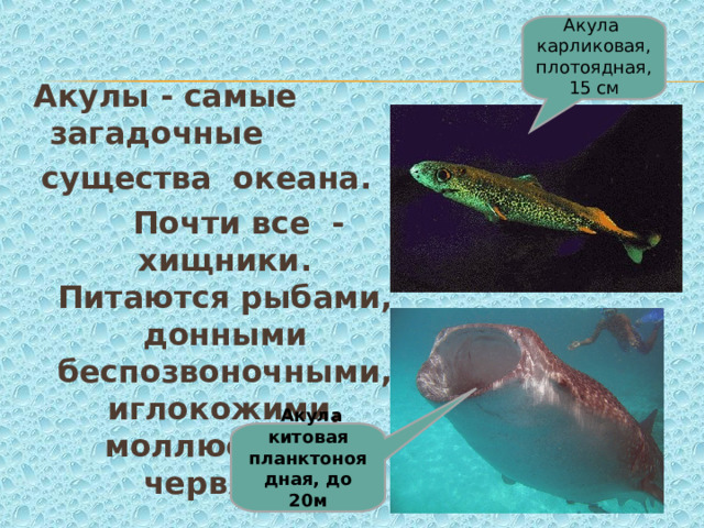 Акула карликовая, плотоядная, 15 см  Акулы - самые загадочные существа океана.  Почти все - хищники. Питаются рыбами, донными беспозвоночными, иглокожими, моллюсками, червями.  Акула китовая планктоноядная, до 20м  