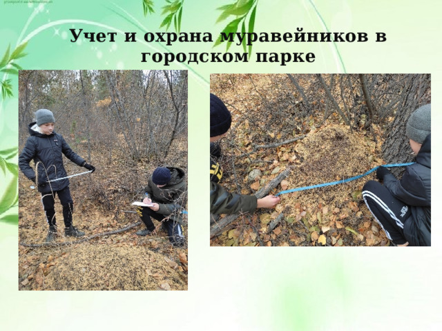 Учет и охрана муравейников в городском парке 