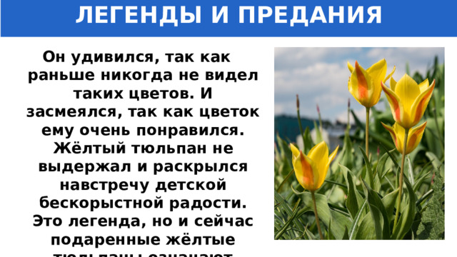 ЛЕГЕНДЫ И ПРЕДАНИЯ Он удивился, так как раньше никогда не видел таких цветов. И засмеялся, так как цветок ему очень понравился. Жёлтый тюльпан не выдержал и раскрылся навстречу детской бескорыстной радости. Это легенда, но и сейчас подаренные жёлтые тюльпаны означают пожелание счастья. 