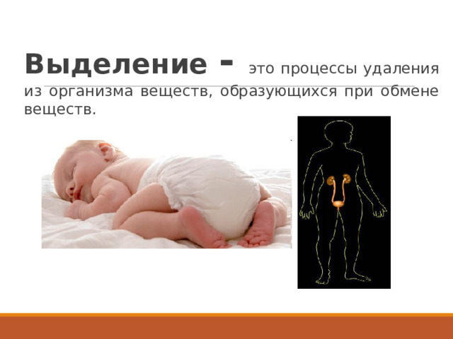     Выделение - это процессы удаления из организма веществ, образующихся при обмене веществ.   
