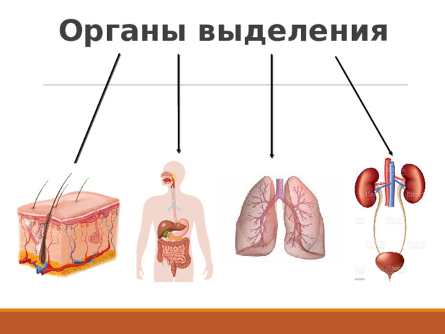 Органы выделения   