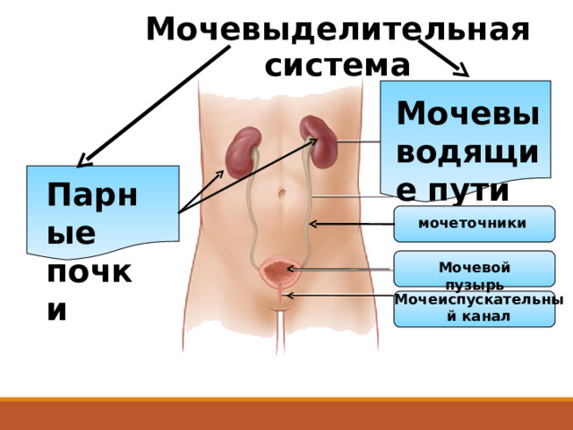 Мочевыделительная система Мочевыводящие пути Парные почки мочеточники Мочевой пузырь Мочеиспускательный канал 