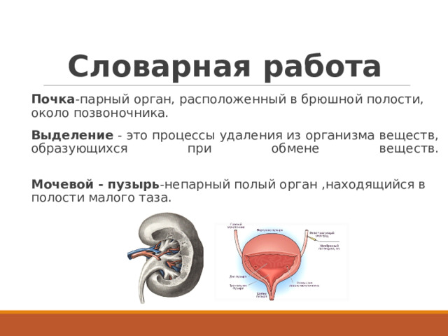 Словарная работа Почка -парный орган, расположенный в брюшной полости, около позвоночника. Выделение - это процессы удаления из организма веществ, образующихся при обмене веществ.   Мочевой - пузырь -непарный полый орган ,находящийся в полости малого таза.  