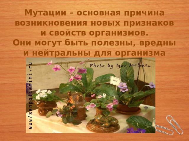 Мутации – основная причина возникновения новых признаков и свойств организмов.  Они могут быть полезны, вредны и нейтральны для организма 
