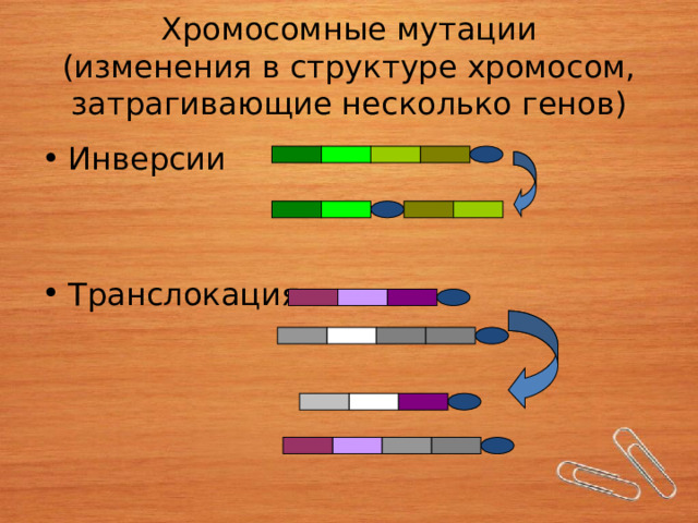 Хромосомные мутации  (изменения в структуре хромосом, затрагивающие несколько генов) Инверсии Транслокация 