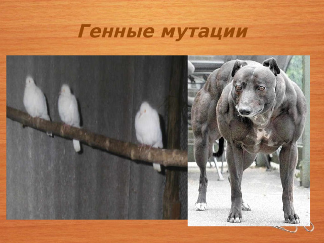 Генные мутации 