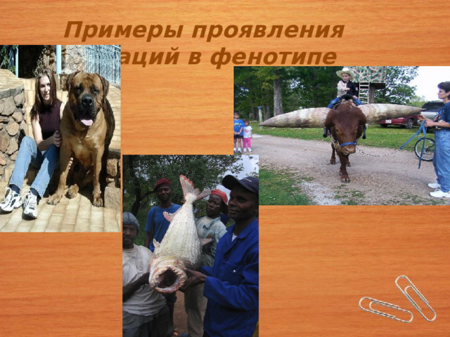 Примеры проявления мутаций в фенотипе 