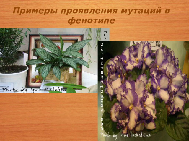 Примеры проявления мутаций в фенотипе 
