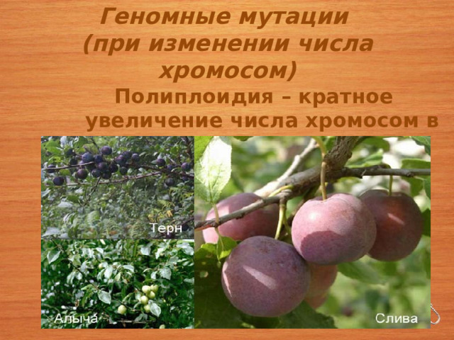 Геномные мутации  (при изменении числа хромосом) Полиплоидия – кратное увеличение числа хромосом в клетках (4 n,6n и т.д.)  