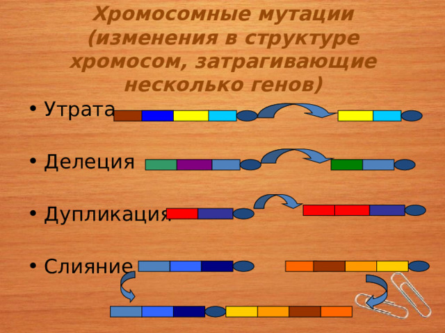 Хромосомные мутации  (изменения в структуре хромосом, затрагивающие несколько генов) Утрата Делеция Дупликация Слияние 