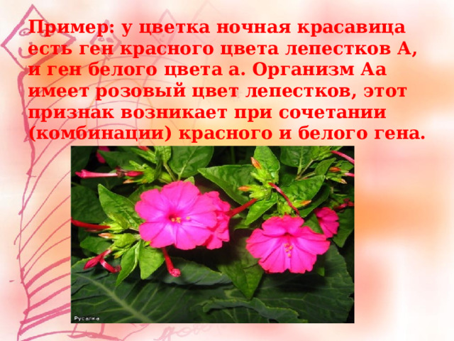 Пример: у цветка ночная красавица есть ген красного цвета лепестков А, и ген белого цвета а. Организм Аа имеет розовый цвет лепестков, этот признак возникает при сочетании (комбинации) красного и белого гена. 