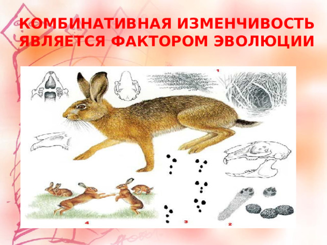 Комбинативная изменчивость является фактором эволюции 