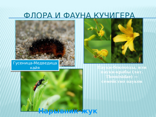 Флора и фауна Кучигера Гусеница-Медведица кайя Пауки-бокоходы, или пауки-крабы (лат. Thomisidae) — семейство пауков Нарывник-жук 