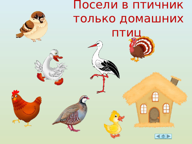Посели в птичник только домашних птиц 