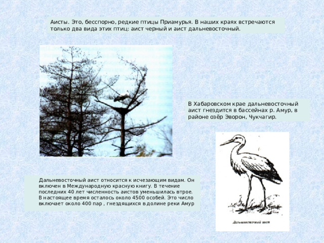 Аисты. Это, бесспорно, редкие птицы Приамурья. В наших краях встречаются только два вида этих птиц: аист черный и аист дальневосточный. В Хабаровском крае дальневосточный аист гнездится в бассейнах р. Амур, в районе озёр Эворон, Чукчагир.  Дальневосточный аист относится к исчезающим видам. Он включен в Международную красную книгу. В течение последних 40 лет численность аистов уменьшилась втрое. В настоящее время осталось около 4500 особей. Это число включает около 400 пар , гнездящихся в долине реки Амур 